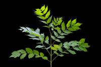 Frêne - Rameau avec feuilles (Fraxinus excelsior)